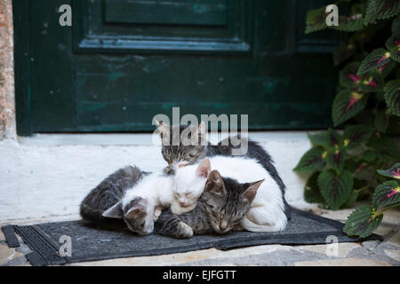 Stray feral madre tabby cat, felis catus, con i suoi simpatici gattini raggomitolati insieme a Paleokastritsa di Corfù, Grecia Foto Stock