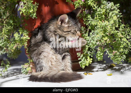 Stray feral tabby kitten cat, felis catus, leccare stesso pulire a Paleokastritsa di Corfù, , Grecia Foto Stock