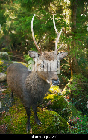 Yakushima Sika cervo (Cervus nippon yakushimae) wild buck, Yakushima National Park, Yakushima Island, Giappone Foto Stock