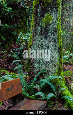 Panca su un sentiero da una matura acero Foto Stock