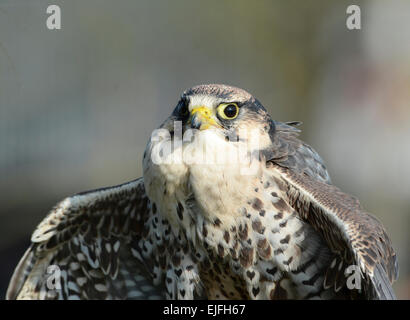 Lanner falcon (Falco biarmicus) Foto Stock