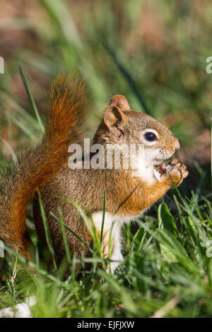 Scoiattolo rosso Foto Stock