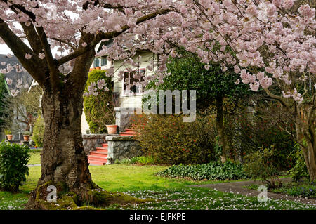 Fioritura ornamentale rosa ciliegia giapponese albero su una strada residenziale in Vancouver, BC, Canada Foto Stock