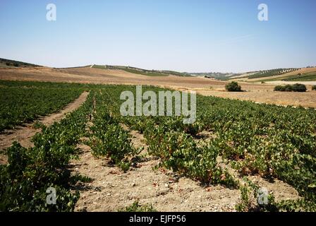 Vista attraverso i vigneti nella campagna spagnola, Montilla, in provincia di Cordoba, Andalusia, Spagna, Europa occidentale. Foto Stock