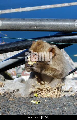 Giovani Barberia Ape (Macaca Sylvanus) mangiando un apple, Gibilterra, Regno Unito, Europa occidentale. Foto Stock