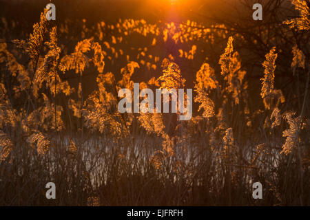 Tramonto attraverso i canneti del Somerset livelli. Shapwick Heath, Avalon paludi, Somerset, Inghilterra, Regno Unito Foto Stock