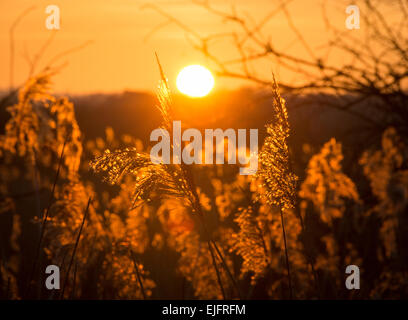 Tramonto attraverso i canneti del Somerset livelli. Shapwick Heath, Avalon paludi, Somerset, Inghilterra, Regno Unito Foto Stock