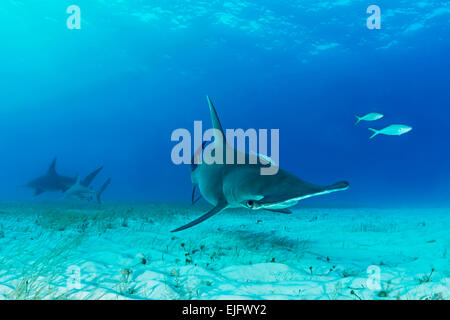 Grande squalo martello (Sphyrna mokarran), Bimini, Bahamas Foto Stock