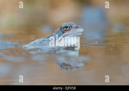 Moor frog (Rana arvalis), Emsland, Bassa Sassonia, Germania Foto Stock