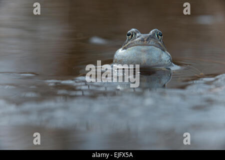 Moor frog (Rana arvalis), Emsland, Bassa Sassonia, Germania Foto Stock