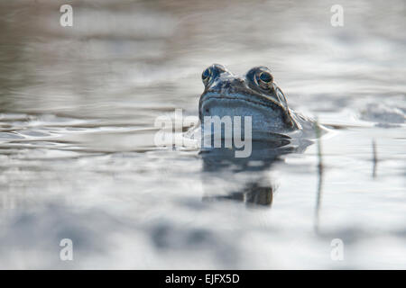 Moor frog (Rana arvalis), Emsland, Bassa Sassonia, Germania Foto Stock