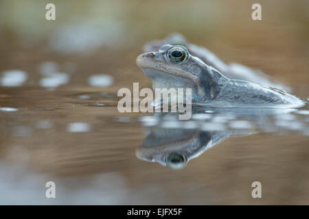 Moor frog (Rana arvalis), Emsland, Bassa Sassonia, Germania Foto Stock