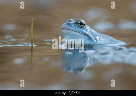 Moor frog (Rana arvalis), Emsland, Bassa Sassonia, Germania Foto Stock