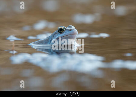 Moor frog (Rana arvalis), Emsland, Bassa Sassonia, Germania Foto Stock