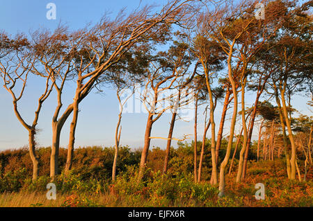 Europea di faggio (Fagus sylvatica) e di pino silvestre (Pinus sylvestris) nella luce della sera sulla spiaggia occidentale, Western Foto Stock