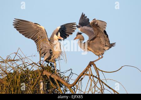 Adulto airone cinerino (Ardea cinerea) minaccia giovane airone cenerino sul suo nido, Hesse, Germania Foto Stock