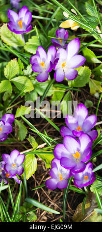 Cluster di Viola Crocus fiori in fiore in un giardino di Cheshire England Regno Unito Regno Unito Foto Stock