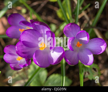 Cluster di Viola Crocus fiori in fiore in un giardino di Cheshire England Regno Unito Regno Unito Foto Stock