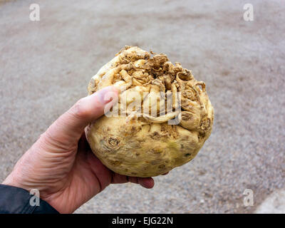 Il sedano rapa (Apium graveolens var. rapaceum) una radice vegetale denominato anche rapa sedano o manopola sedano, in una mano d'uomo Foto Stock