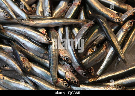 Rialto Mercado, Venezia Mercato del Pesce, Italia Foto Stock