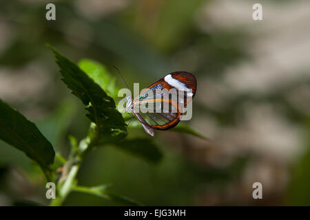 Glasswing, Greta oto, brush-footed farfalla sulla vegetazione verde Foto Stock