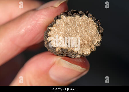 Burgund tartufi tenere in mano femmina tagliato a metà Perigord Noir Dordogne Francia Foto Stock