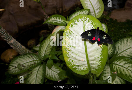 Il Pink Cattleheart Butterfly, parides iphidamas, sulla vegetazione verde Foto Stock