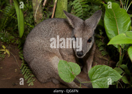 Tammar wallaby, Macropus eugenii, dietro la vegetazione verde Foto Stock