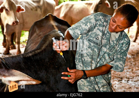 Stati Uniti Pfc dell'esercito. Angela M. McCormick vaccinati una mucca in una fattoria fuori Bluefields, Nicaragua, Sett. 21, 2010. Le truppe e i civili stanno partecipando in operazione continua promessa di fornire medico, dentista, veterinario, assistenza tecnica e oggetto di scambi per i Caraibi, America Centrale e Sud America. McCormick è un assistente veterinario. McCormick è imbarcato a bordo dell'assalto anfibio nave USS Iwo Jima. Sgt. Samuel R. Beyers. Foto Stock