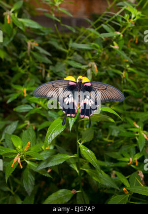 Dettaglio del grande femmina mormone Papilio memnon agenor, butterfly si appollaia su fiore rosa Foto Stock