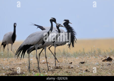 Famiglia di gru Demoiselle nella steppa calda Foto Stock