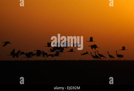 Flying Demoiselle gru nella steppa calda all'alba Foto Stock