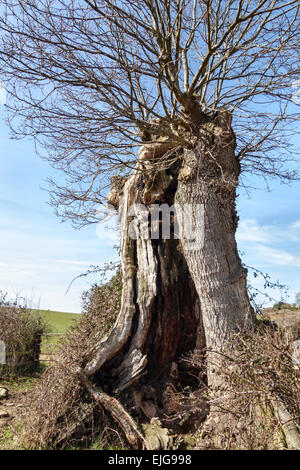 Un'antica quercia cava di pollard all'inizio della primavera a Clifford, Herefordshire, vicino a Hay-on-Wye, Regno Unito Foto Stock