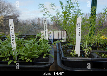 Stampa di etichette per piante da giardino, utilizzando un fratello stampante a mano in una serra. Su un banco di incapsulazione in seminiere. Foto Stock