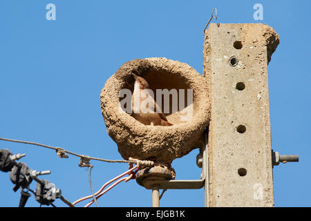 Ovenbird edificio il suo nido di argilla Foto Stock