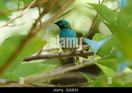 Blu-Tanager accollata appollaiato su un ramo Foto Stock