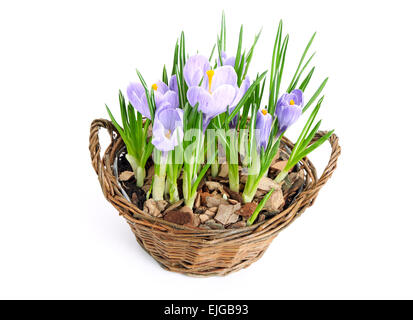 Più viola di crochi in fiore nel cestello decorativi Foto Stock