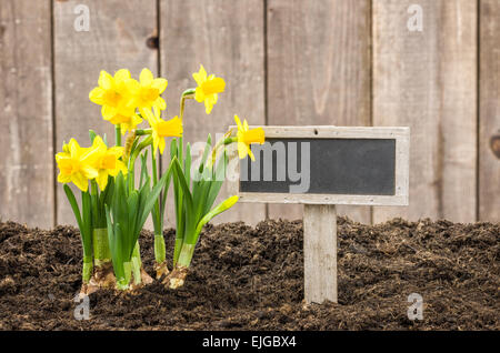 Un vuoto di cartello in legno con il daffodils giallo Foto Stock