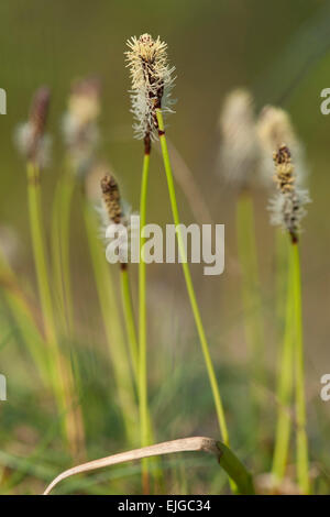 Carex ericetorum,Heide-Segge,molla Rare sedge Foto Stock