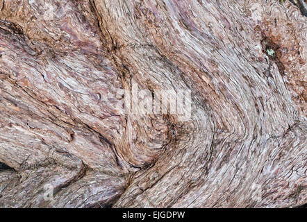 Aberglasney House e giardini, Carmarthen, Wales, Regno Unito. Dettaglio del 18c yew alberi in Yew Tunnel Foto Stock
