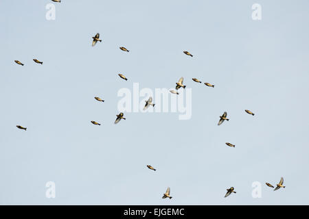 Un gregge o il fascino di cardellini, Carduelis carduelis in volo in inverno, Wales, Regno Unito. Foto Stock