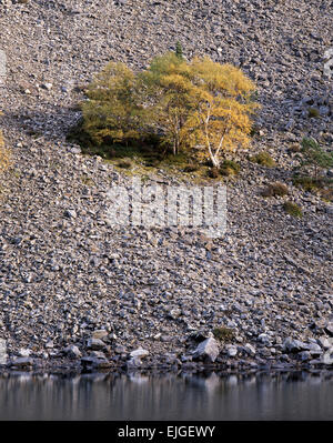 Una betulla che cresce su un ripido ghiaione pendio sopra un Lochan Uaine, il verde Lochan, Cairngorm National Park, Scotland, Regno Unito Foto Stock