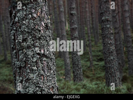 Licheni crescono su Pine Tree trunk Glenmore Forest, Cairngorms, Scozia Foto Stock