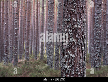 Licheni crescono su Pine Tree trunk Glenmore Forest, Cairngorms, Scozia Foto Stock