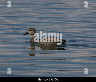 Canapiglia maschio anatra in estate piumaggio di allevamento Foto Stock