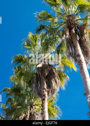 Gli alberi di palma, Florida Foto Stock