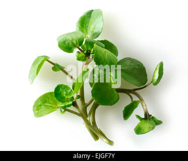 Fresche foglie di crescione ( Nasturtium acquatico) Foto Stock