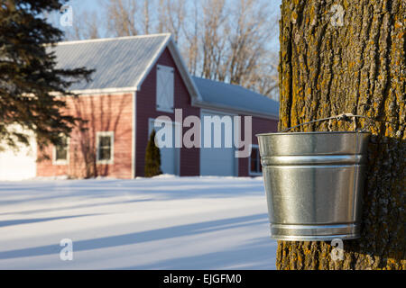 Toccando gli alberi di acero per loro sap in primavera. Rurale cultura Americana visto in Wisconsin, USA. Alimenti naturali di produzione. Foto Stock