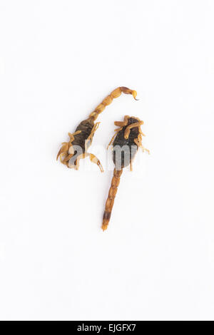 Gli insetti commestibili. Scorpioni su sfondo bianco Foto Stock