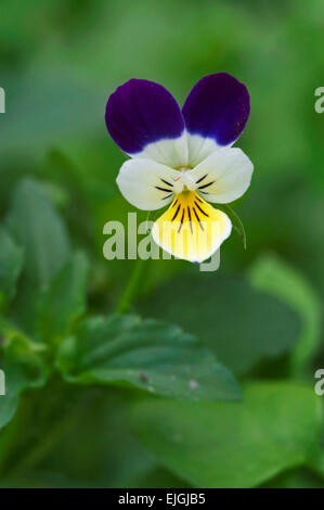 Wild pansy / heartsease / cuore la facilità / delizia del cuore / tickle-my-fancy (Viola tricolore) in fiore Foto Stock